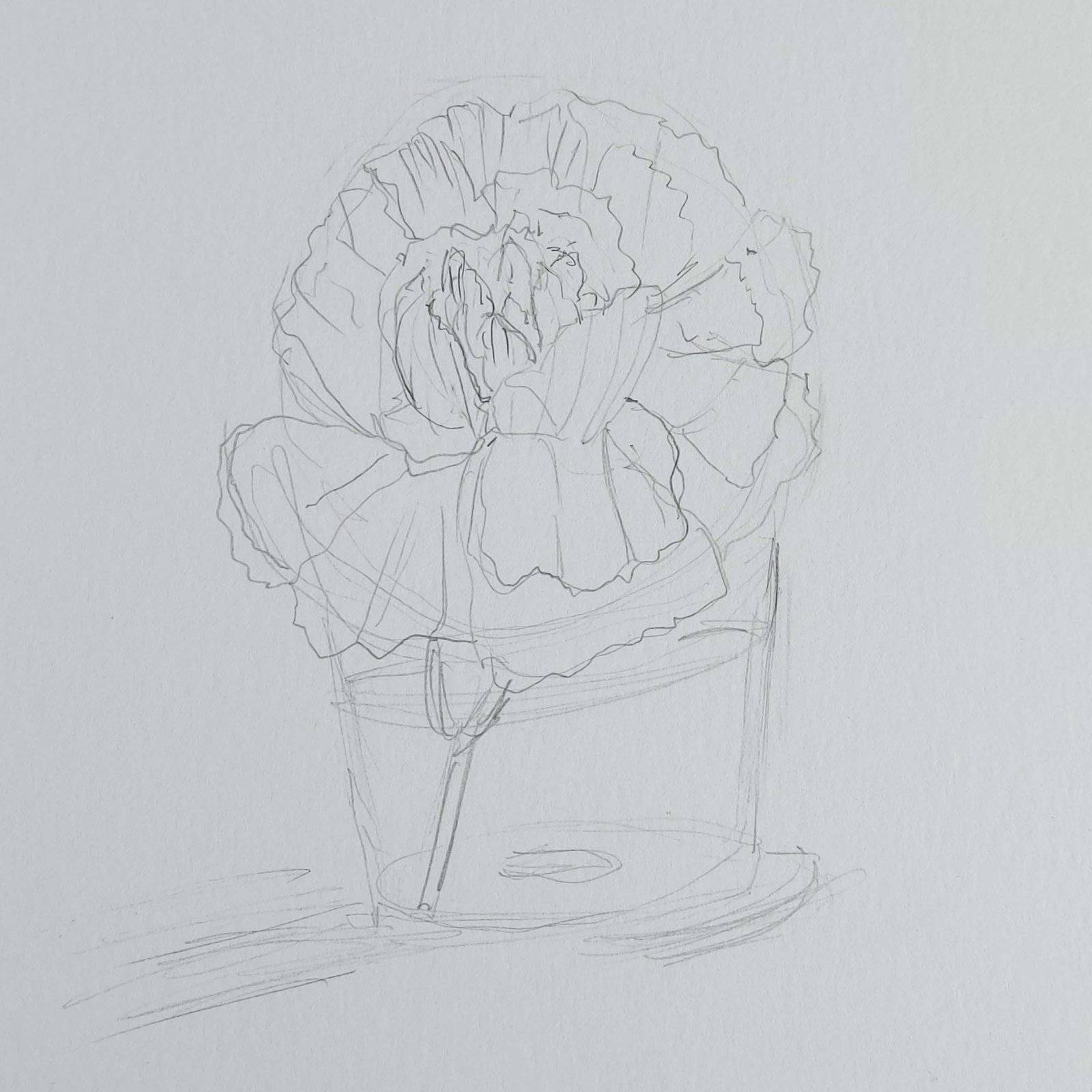Pencil flower sketch