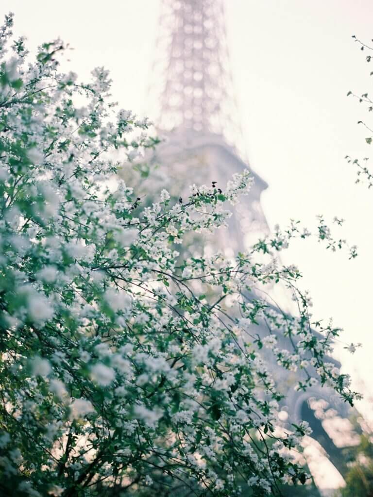 Blooming near Eiffel Tower