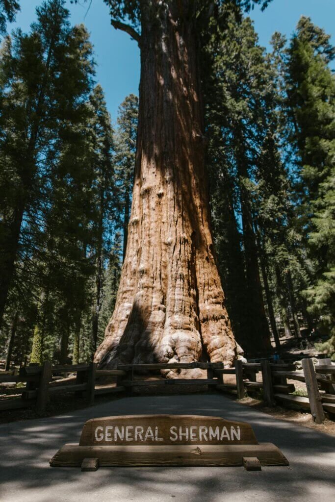 Sequoia park