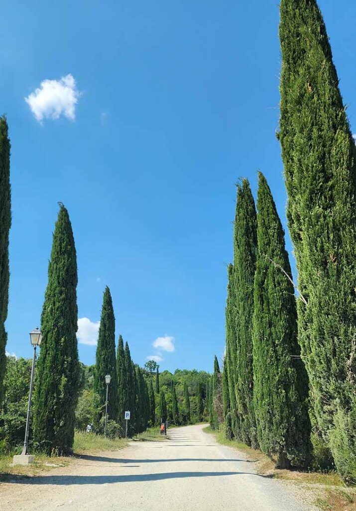 Cypresses Alley