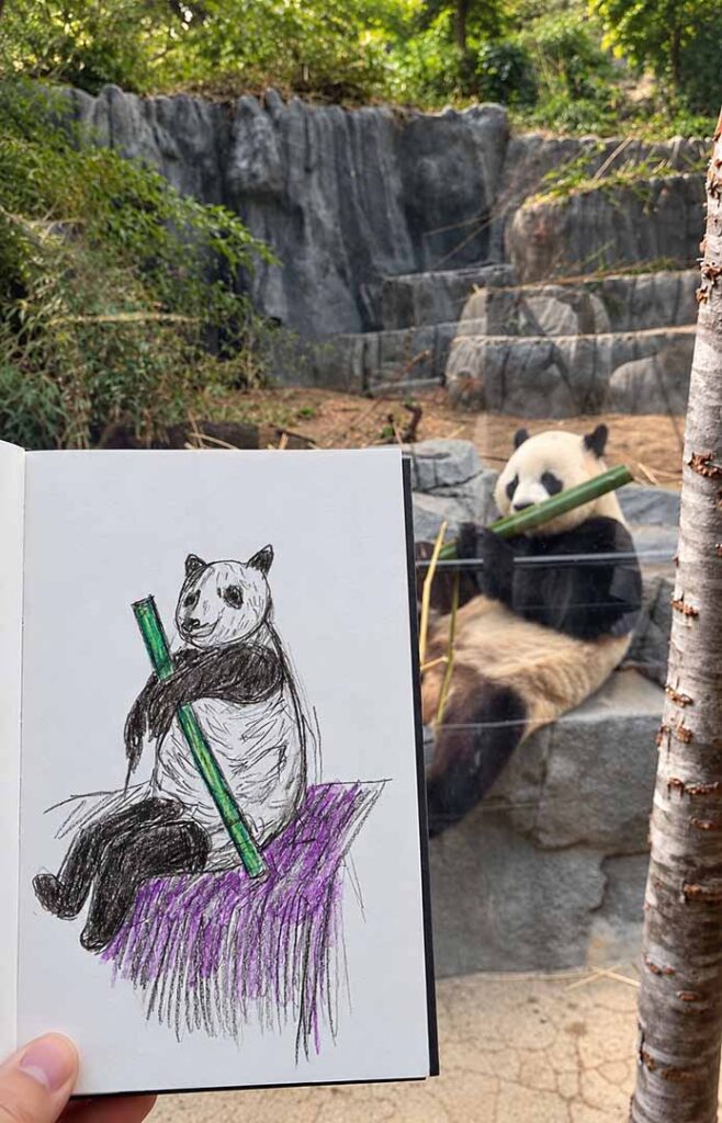 Panda